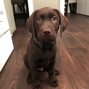 Meet your Posher, Katie